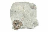 Partial Flexicalymene Trilobite - Ohio #201138-1